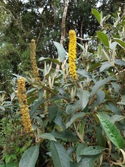 Abatia parviflora