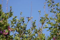 Elliotomyia viridicauda