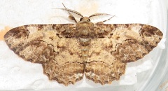 Colocleora divisaria