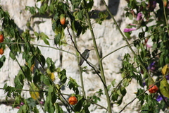 Elliotomyia viridicauda