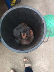 Rhizomys sumatrensis