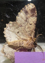 Colocleora divisaria