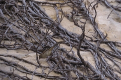 Passer domesticus