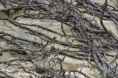 Passer domesticus