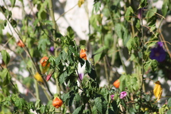 Elliotomyia viridicauda