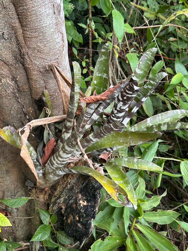 Aechmea chantinii (Aechmea chantinii)