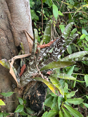 Aechmea chantinii, photograph author not stated, no rights reserved