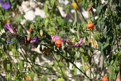 Elliotomyia viridicauda