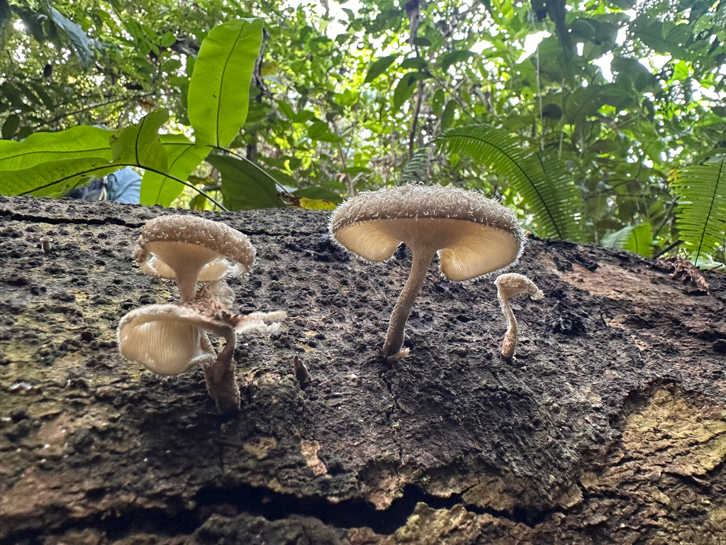 Lentinus crinitus · August 2025 · photo: © matthew_billman (iNaturalist, cc0)