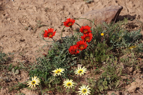 Karoo Gazania (Gazania rigida)