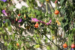 Elliotomyia viridicauda