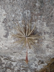 Tillandsia didisticha