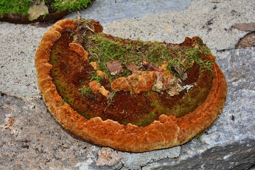 Tufted Bracket