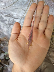 Tillandsia didisticha