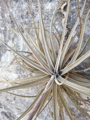 Tillandsia didisticha