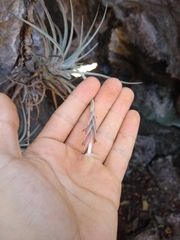 Tillandsia didisticha