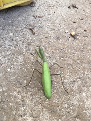 Mantis religiosa