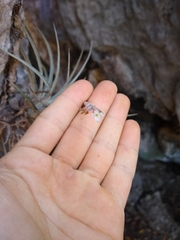 Tillandsia didisticha