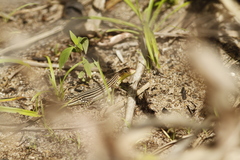 Cnemidophorus lemniscatus