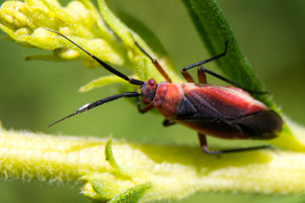 Lopidea instabilis