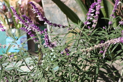 Elliotomyia viridicauda