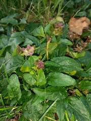 Prunella vulgaris vulgaris