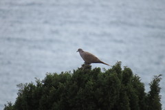 Streptopelia decaocto