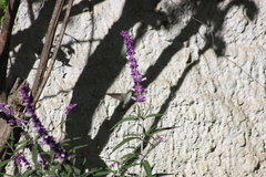 Elliotomyia viridicauda