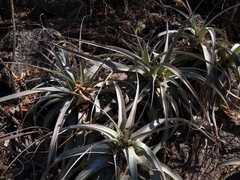 Encholirium luxor