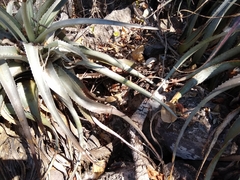 Encholirium luxor