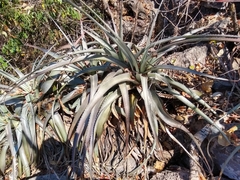 Encholirium luxor