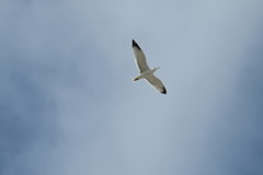 Larus michahellis