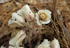 Monotropa uniflora image