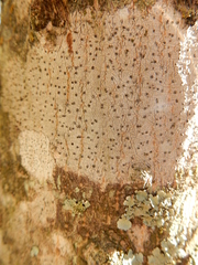 Eopyrenula intermedia