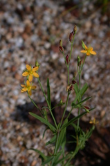 Hypericum canadense
