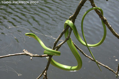 Rough Greensnake photo 1