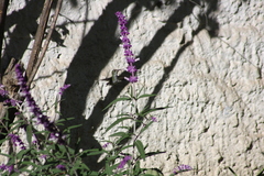 Elliotomyia viridicauda