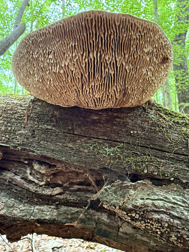 Ąžuolinis Vinguris nuotrauka