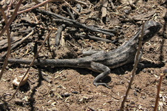 Agama aculeata aculeata