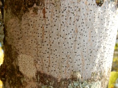 Eopyrenula intermedia