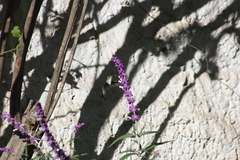 Elliotomyia viridicauda