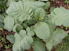 Brassica carinata