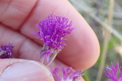 Hilliardiella aristata