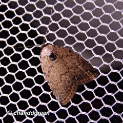 Anachrostis