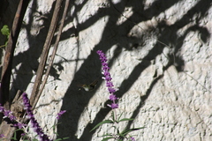 Elliotomyia viridicauda