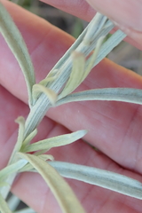 Hilliardiella aristata