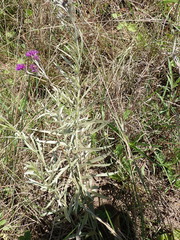 Hilliardiella aristata