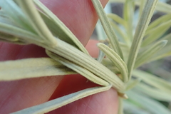 Hilliardiella aristata