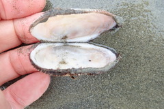 Barbatia novaezealandiae