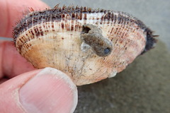 Barbatia novaezealandiae